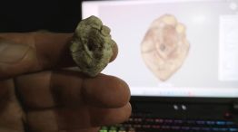 Dinosaurio en Corrientes