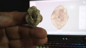 Dinosaurio en Corrientes