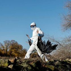 Un agente forestal recoge cigüeñas muertas en la orilla del río Manzanares, en Getafe, a las afueras de Madrid, Cientos de cigüeñas han sido halladas muertas en un río cerca de Madrid, lo que aumenta la preocupación por la posible circulación de una cepa altamente infecciosa de gripe aviar. La gripe aviar, también conocida como influenza aviar, rara vez supone un riesgo para los humanos, pero puede causar importantes pérdidas en el sector agrícola e interrupciones en el suministro de alimentos | Foto:AFP