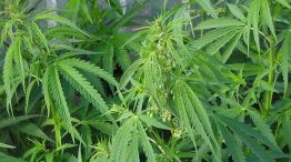 Operativo en Córdoba