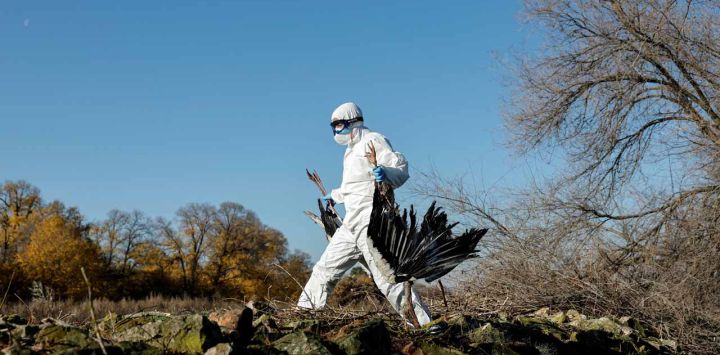 Un agente forestal recoge cigüeñas muertas en la orilla del río Manzanares, en Getafe, a las afueras de Madrid, Cientos de cigüeñas han sido halladas muertas en un río cerca de Madrid, lo que aumenta la preocupación por la posible circulación de una cepa altamente infecciosa de gripe aviar. La gripe aviar, también conocida como influenza aviar, rara vez supone un riesgo para los humanos, pero puede causar importantes pérdidas en el sector agrícola e interrupciones en el suministro de alimentos