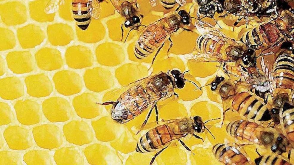 Enjambre de abejas