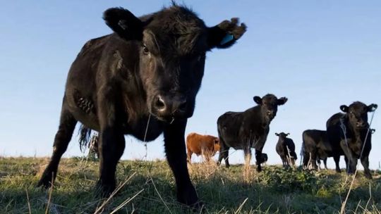 “Tenemos una ganadería en Argentina capaz de aprovechar las ventajas que hoy aparecen” “Tenemos una ganadería en Argentina capaz de aprovechar las ventajas que hoy aparecen”
