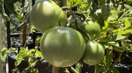 El tomate peronista de Cristina Kirchner 3