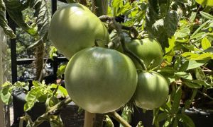 El tomate peronista de Cristina Kirchner 3