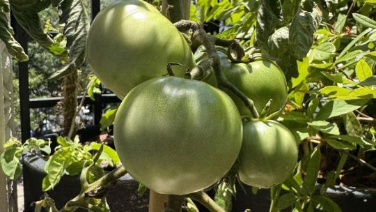 El tomate peronista de Cristina Kirchner 3
