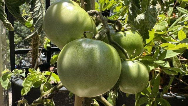 El tomate peronista de Cristina Kirchner 3