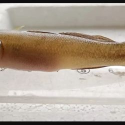 La introducción de especies exóticas es considerada uno de los factores más graves en la pérdida de biodiversidad.