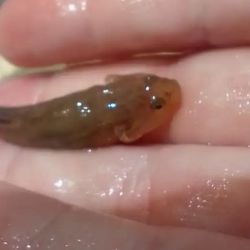 La introducción de especies exóticas es considerada uno de los factores más graves en la pérdida de biodiversidad.