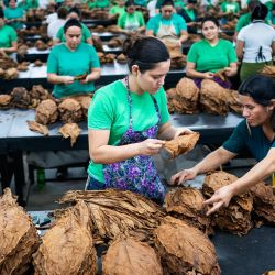 Imagen de trabajadoras acomodando hojas de tabaco en la fábrica de tabaco del Grupo Plasencia, en El Paraíso, Honduras. | Foto:Xinhua/David de la Paz