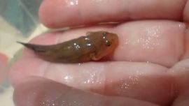 Sigue la invasión del pez gobio: ahora en Viedma y Pehuen Co