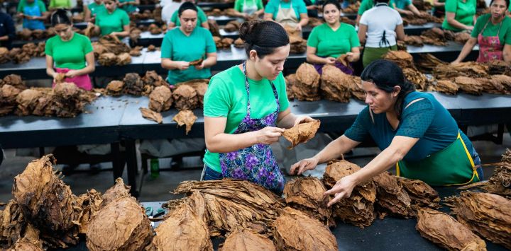 Imagen de trabajadoras acomodando hojas de tabaco en la fábrica de tabaco del Grupo Plasencia, en El Paraíso, Honduras.