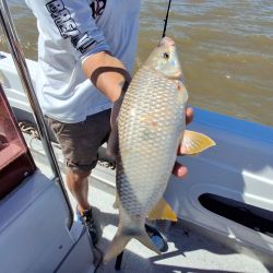La carnada que marcó la diferencia fue el maíz, que se impuso claramente y permitió sostener un ritmo de pesca constante durante buena parte de la creciente. 