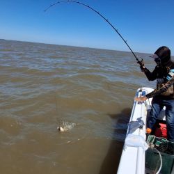 La carnada que marcó la diferencia fue el maíz, que se impuso claramente y permitió sostener un ritmo de pesca constante durante buena parte de la creciente. 