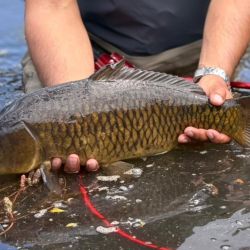 En esta región, las carpas se alimentan principalmente de puyén, por lo que la elección de la mosca es determinante. 