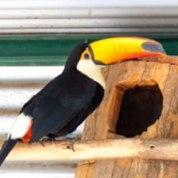 Uno de los objetivos centrales es reintroducir especies en peligro de extinción. 