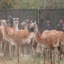 El regreso de este gran herbívoro al Chaco Seco contribuirá a recuperar el ecosistema