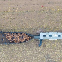 Su translocación de 3200 km. fue la más larga por vía terrestre que se haya hecho en el mundo con fines de conservación