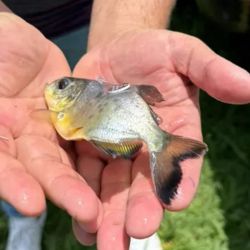 Según se desprende de estudios realizados hace dos décadas en el embalse de Itaipú, el pacú realiza migraciones en cardúmenes, de decenas o incluso centenas de individuos. 