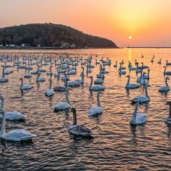 Imagen tomada con un dron de cisnes cantores, en la aldea Yandunjiao del poblado de Lidao, en la ciudad de Rongcheng, en la provincia de Shandong, en el este de China. | Foto:Xinhua/Li Xinjun