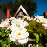 Viví la Primavera en su Máxima Expresión en Cabañas Antilhue, San Martín de los Andes