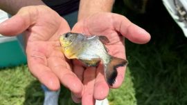 Según se desprende de estudios realizados hace dos décadas en el embalse de Itaipú, el pacú realiza migraciones en cardúmenes, de decenas o incluso centenas de individuos.