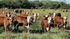 Crecimiento de la inseguridad rural: “Matan caballos y vacas con cría, ya no hay ningún tipo de miramiento”