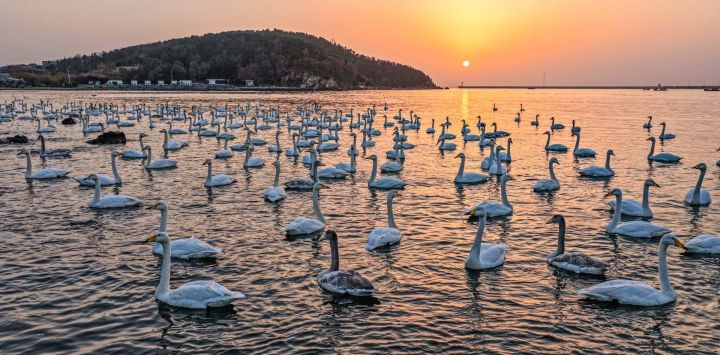 Imagen tomada con un dron de cisnes cantores, en la aldea Yandunjiao del poblado de Lidao, en la ciudad de Rongcheng, en la provincia de Shandong, en el este de China.