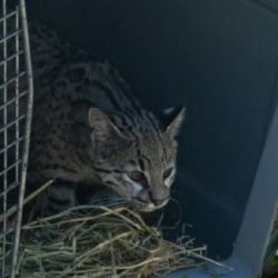 Entre los animales liberados hay un gato montés.