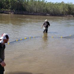 La cuenca alta del Río Bermejo es considerada un verdadero “punto caliente” de biodiversidad. Allí se mezclan especies de origen andino, amazónico y paranaense, lo que convierte a la región en un puente biológico natural entre grandes sistemas fluviales sudamericanos. 