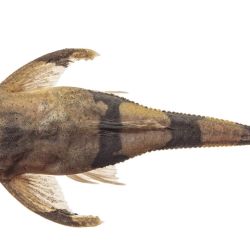 La cuenca alta del Río Bermejo es considerada un verdadero “punto caliente” de biodiversidad. Allí se mezclan especies de origen andino, amazónico y paranaense, lo que convierte a la región en un puente biológico natural entre grandes sistemas fluviales sudamericanos. 