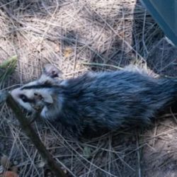 Dos comadrajas ya viven nuevamente en su hábitat natural.