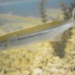 Estas acciones forman parte de un programa más amplio de repoblamiento de espejos de agua bonaerenses, que ya se viene ejecutando en distintos distritos con resultados alentadores.