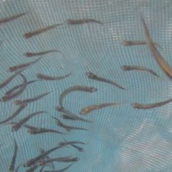 Estas acciones forman parte de un programa más amplio de repoblamiento de espejos de agua bonaerenses, que ya se viene ejecutando en distintos distritos con resultados alentadores.