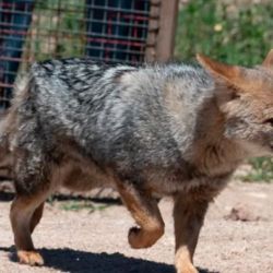El zorro gris ya está libre en la zona de las Sierras Chicas cordobesas.