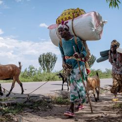 Una familia desplazada de Sange, acompañada de sus hijos y ganado, regresa a la aldea de Togo tras buscar refugio en otro lugar tras la tregua de los combates, en Abwegera, Kivu del Sur, al este de la República Democrática del Congo. | Foto:Jospin Mwisha / AFP