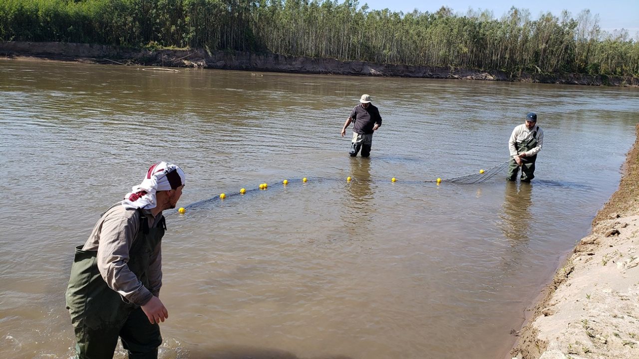 Un nuevo secreto bajo el agua: descubren un bagre inédito en el río ...