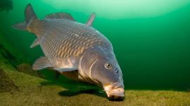 El objetivo final es alcanzar un equilibrio biológico, donde conviven distintas especies y donde tanto el pescador deportivo como el visitante pueda disfrutar de un ambiente sano y productivo.