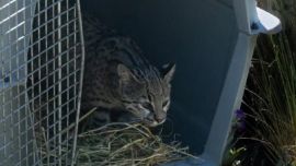 Los animales fueron rescatados del comercio ilegal de fauna silvestre.