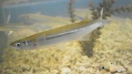 Lezama refuerza sus lagunas con 240.000 alevinos de pejerrey y apuesta a recuperar la pesca deportiva