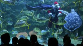 El buceador Faiz Mahamud, vestido de Papá Noel, alimenta a los peces en un acuario del Acuario KLCC de Kuala Lumpur.