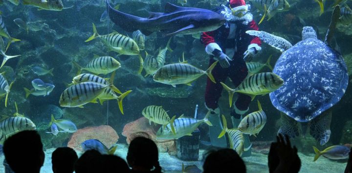 El buceador Faiz Mahamud, vestido de Papá Noel, alimenta a los peces en un acuario del Acuario KLCC de Kuala Lumpur.