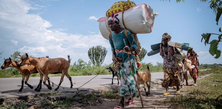 Una familia desplazada de Sange, acompañada de sus hijos y ganado, regresa a la aldea de Togo tras buscar refugio en otro lugar tras la tregua de los combates, en Abwegera, Kivu del Sur, al este de la República Democrática del Congo.