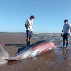l animal fue identificado como un zifio, un tipo de cetáceo de mar abierto que no suele acercarse a la costa