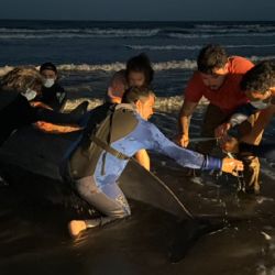  Se trata de una especie emparentada con los delfines.