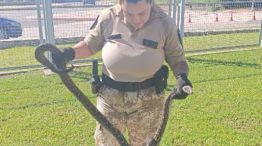 Hallaron una boa constrictora de 1 metro y medio.