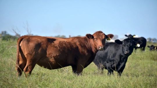 Ganadería en alza: suben los precios de la hacienda y la carne presiona la inflación Ganadería en alza: suben los precios de la hacienda y la carne presiona la inflación