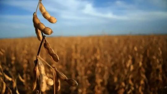 Carlos Etchepare: “Estamos frente a un récord productivo, pero con beneficios muy escasos para los productores” Carlos Etchepare: “Estamos frente a un récord productivo, pero con beneficios muy escasos para los productores”