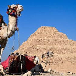 Imagen de camellos vistos frente a la Pirámide Escalonada en la necrópolis de Saqqara, en Giza, Egipto. | Foto:Xinhua/Xin Mengchen