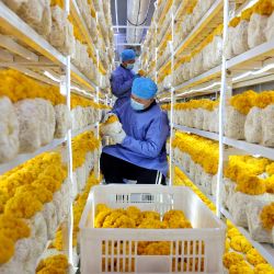 Un agricultor cultiva hongos dentro de un invernadero durante el invierno en Zaozhuang, provincia de Shandong, en el este de China. | Foto:AFP